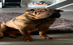 Shar Pei dogs for sale: 🔥 BEAUTIFUL SHARPEI PUPS 🔥  - Image 19