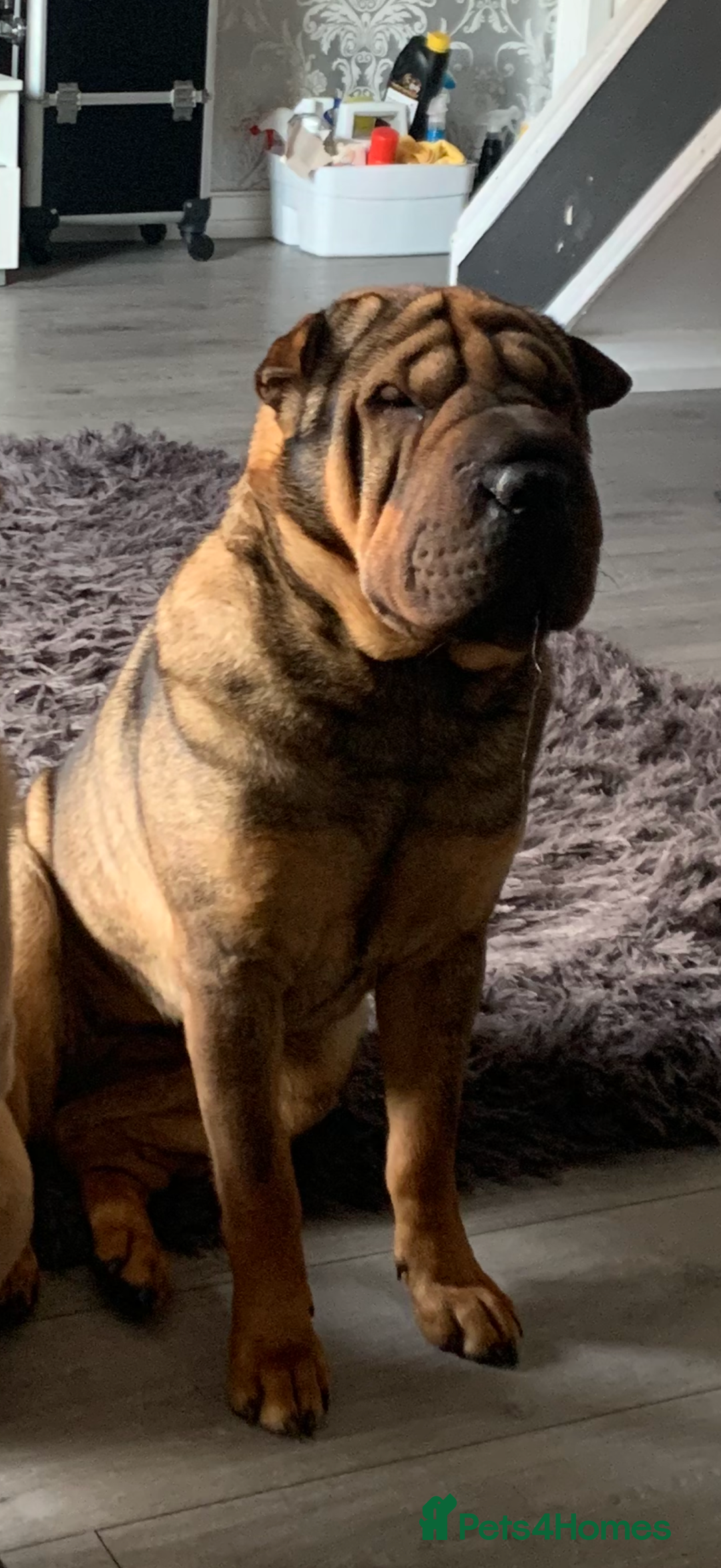 Shar Pei dogs for sale: 🔥 BEAUTIFUL SHARPEI PUPS 🔥  - Image 19