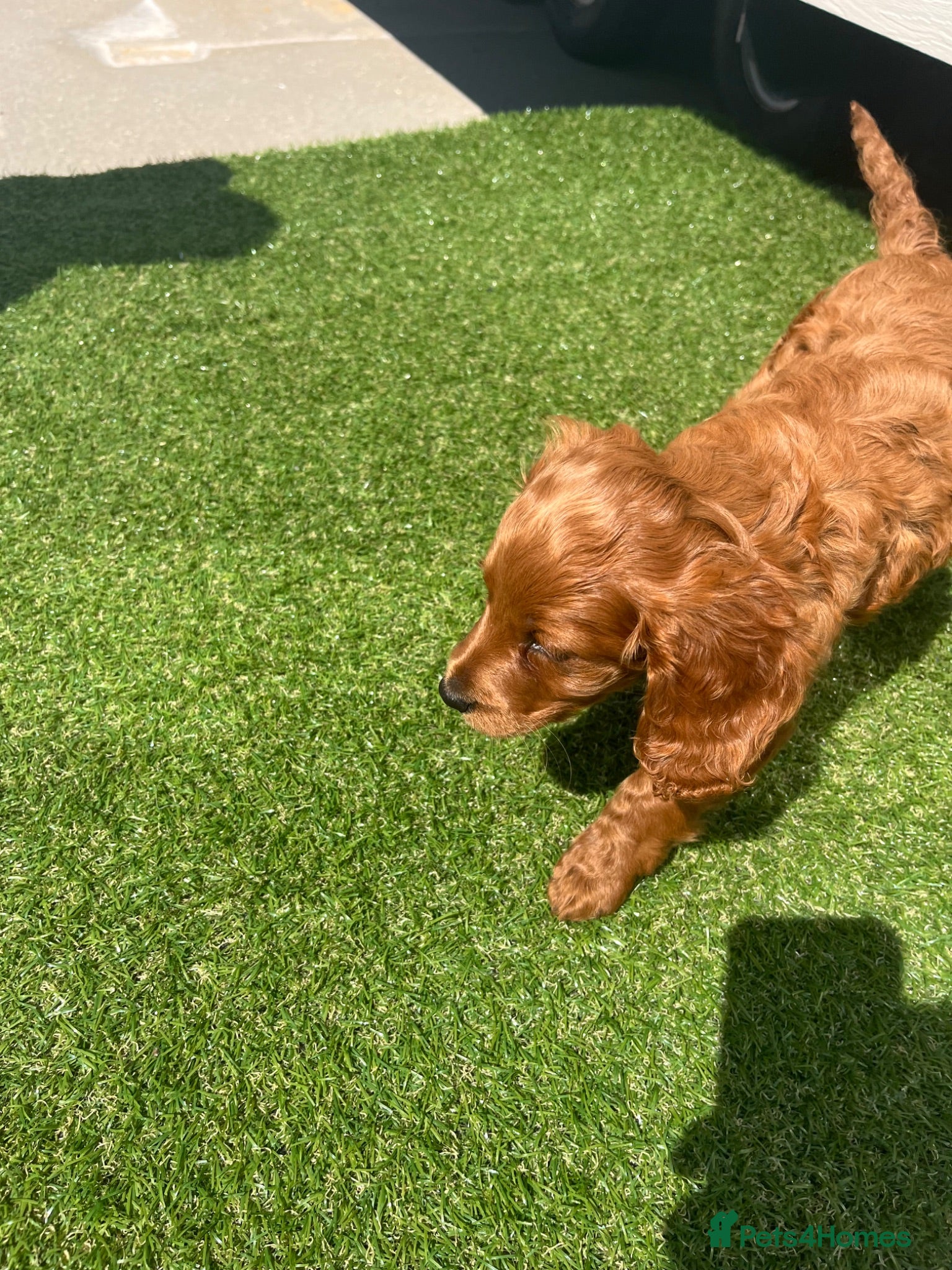 Cavapoo dogs F2 puppies  - Advert 2