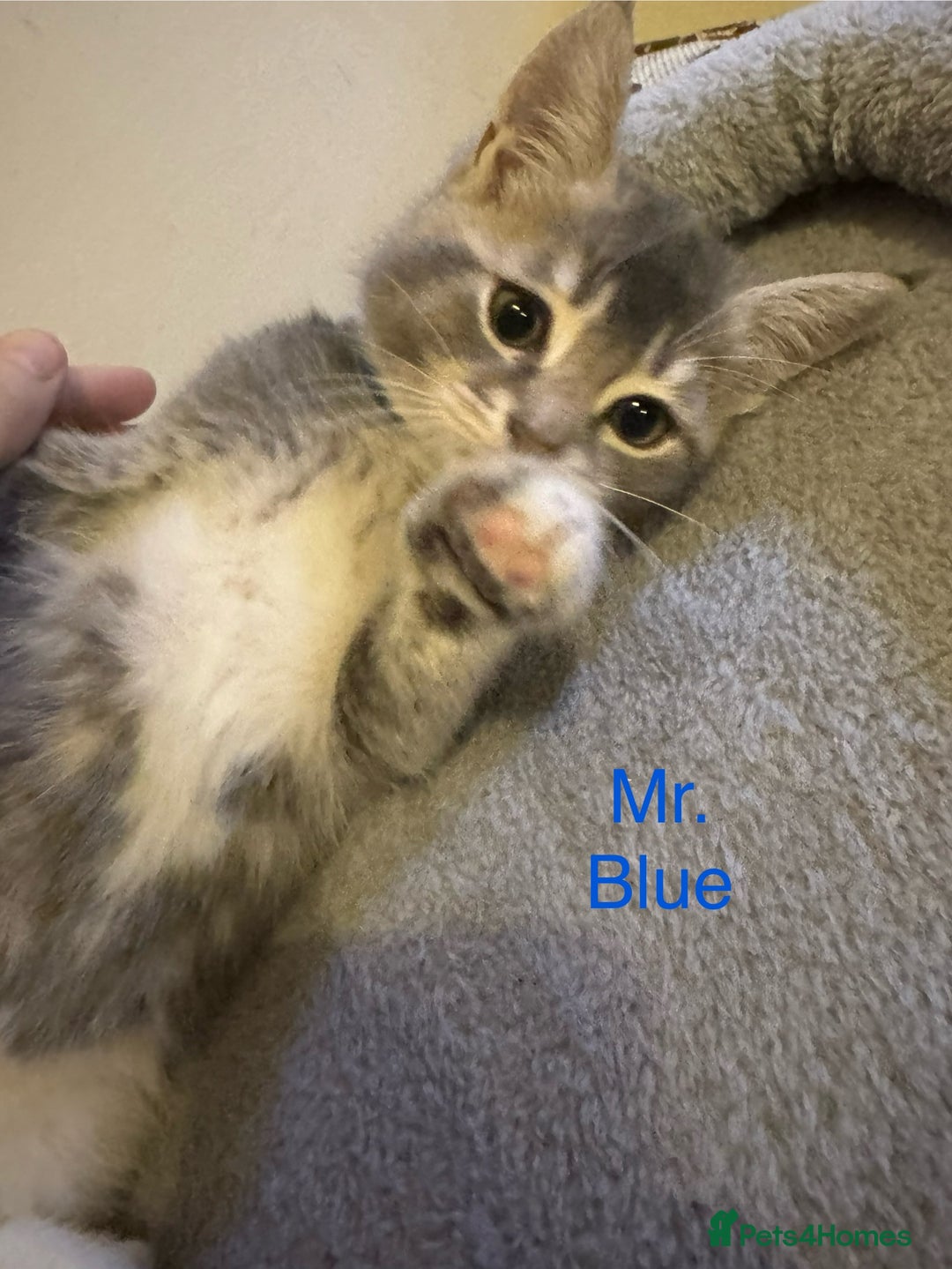 Domestic Shorthair cats for sale: Adorable Loving Kittens Looking for Forever Homes! - Advert 12