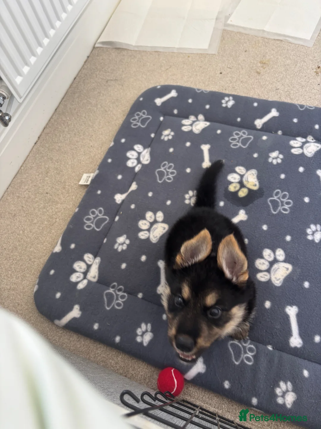 Shepsky dogs for sale: Puppy for sale  - Advert 1