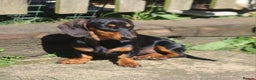 Miniature Dachshund dogs for sale: Miniature dachshund  - Advert 7