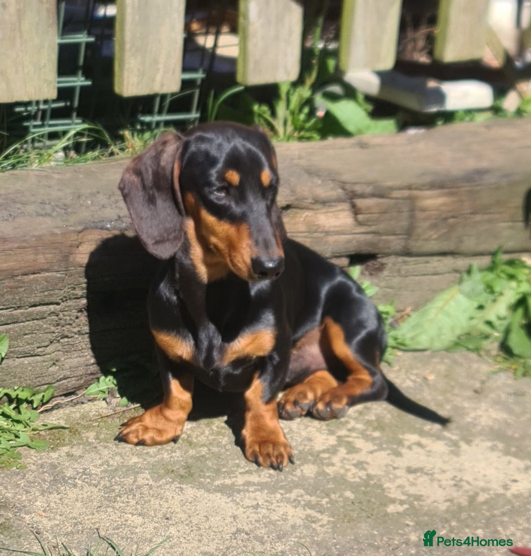 Miniature Dachshund dogs for sale: Miniature dachshund  - Advert 7