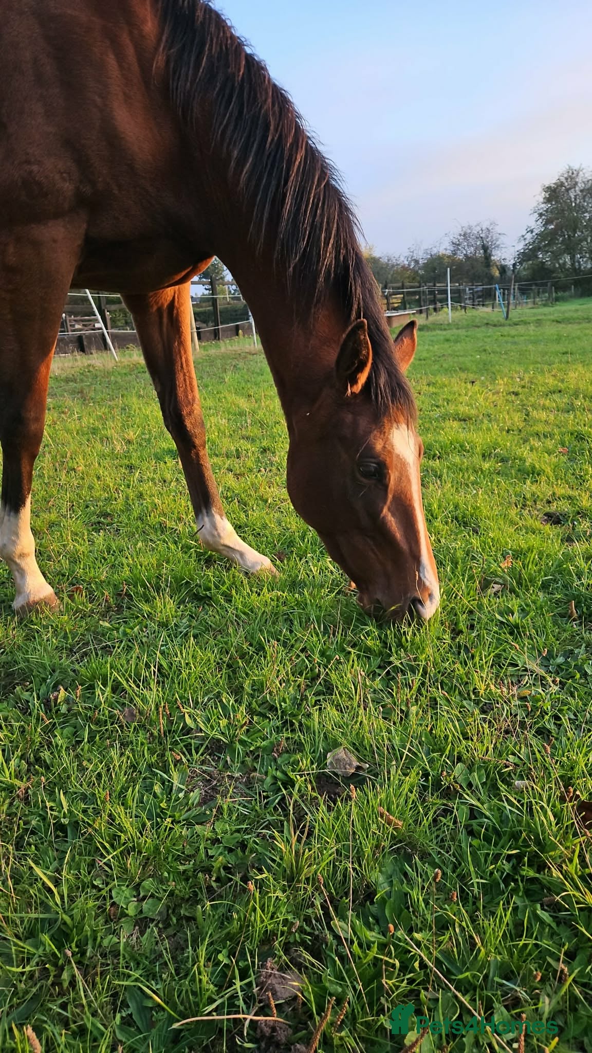 English Thoroughbred horses 16HH TB Bay Gelding for Sale 3YO - Advert 1