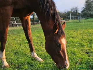 English Thoroughbred horses 16HH TB Bay Gelding for Sale 3YO - Advert 1