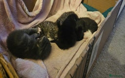Mixed Breed cats for sale: Gorgeous Half ragdoll kittens - Image 4