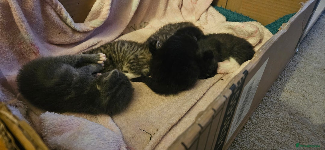 Mixed Breed cats for sale: Gorgeous Half ragdoll kittens - Image 4