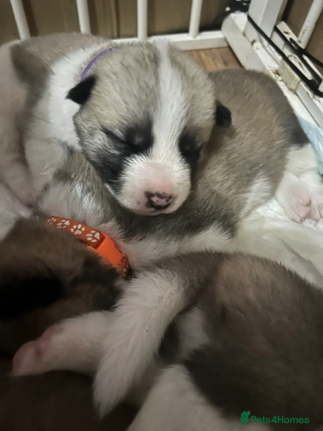 Akita dogs for sale: 7 beautiful Akita pups  - Advert 10