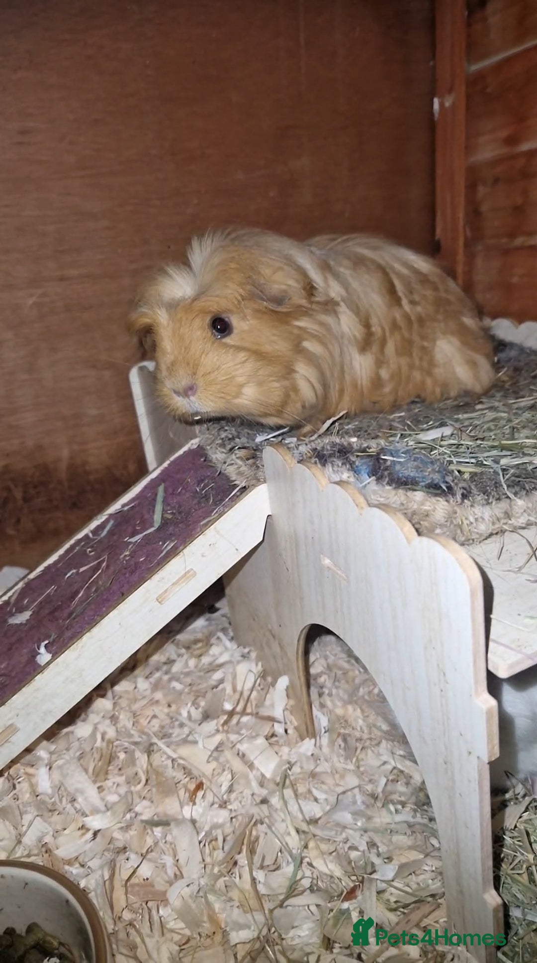 Guinea Pig rodents for sale: Beauitful Coronet breed female  - Advert 8