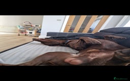 Labrador Retriever dogs for stud: 😍KC registered proven boy ready for stud🐶 - Image 6