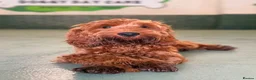 Cavapoo dogs for sale: Max - - Advert 4