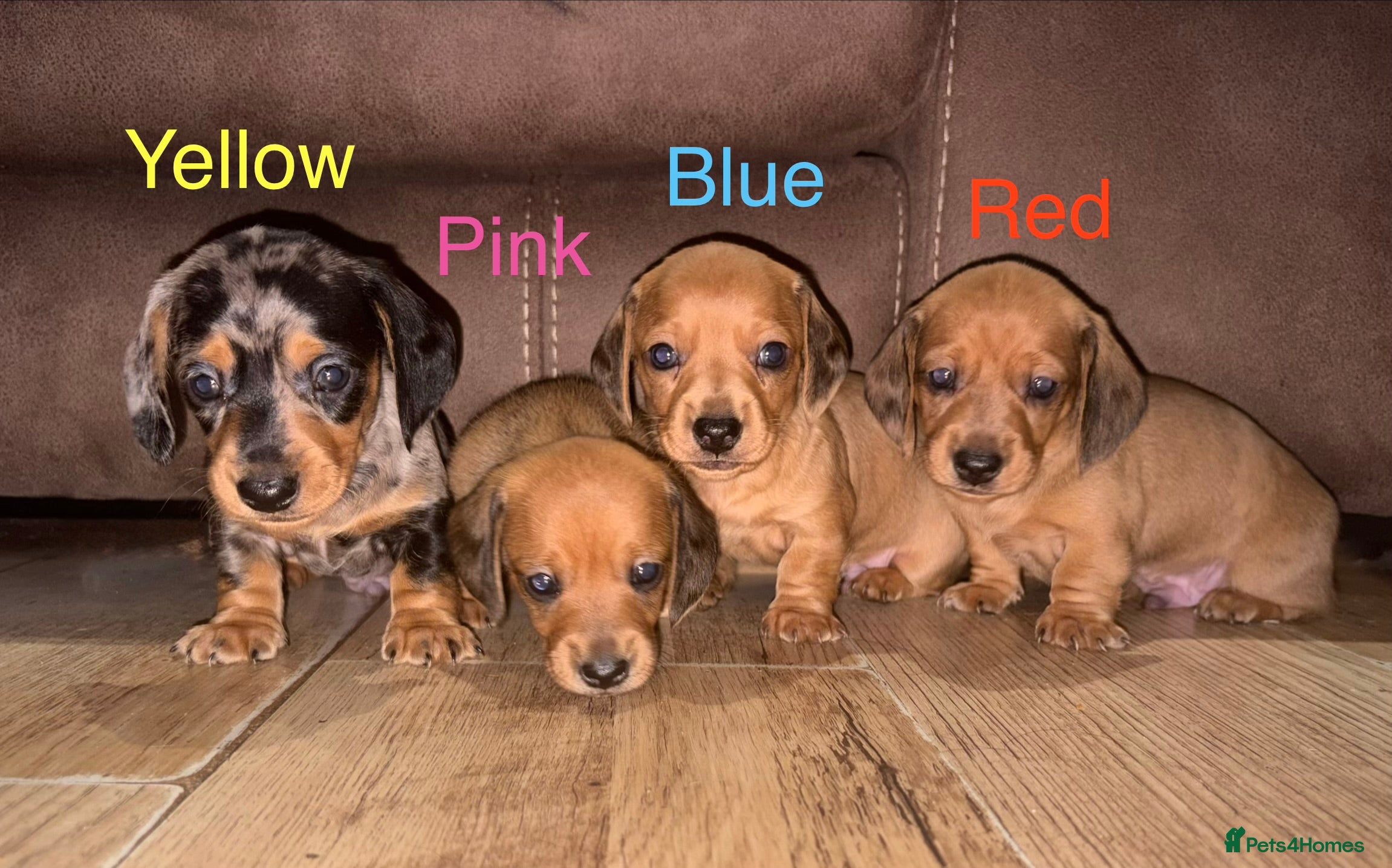 Miniature Dachshund dogs Miniature Dachshund Puppies💕 - Advert 13