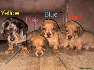 Miniature Dachshund dogs Miniature Dachshund Puppies💕 - Advert 13