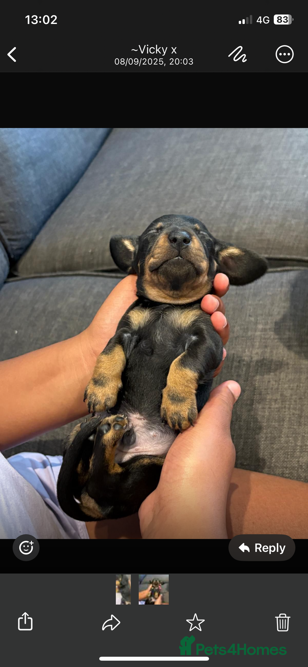 Miniature Dachshund dogs for sale: Miniature daschunds  - Image 8