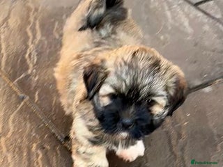 Lhasa Apso dogs Three Adorable Lhasa Apso Pups KC reg GPRA Clear - Advert 2