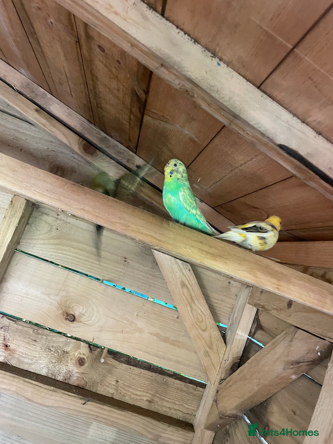 Canaries birds for sale: Budgies and canary  - Image 4