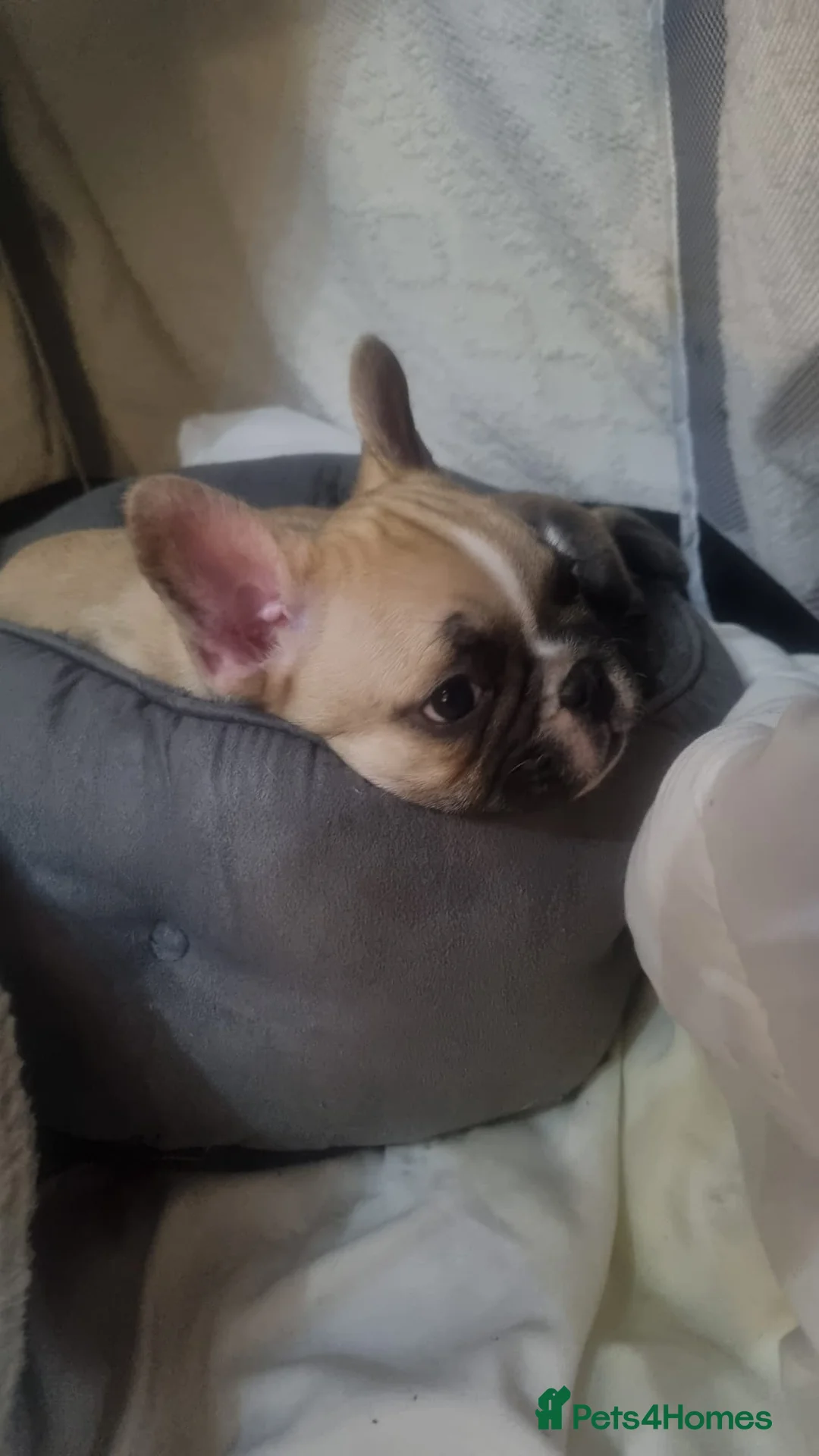 French Bulldog dogs for sale: DWKC Registered Puppies – Health Tested  - Advert 24