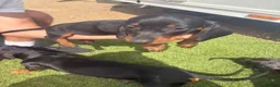 Miniature Dachshund dogs for sale: 2 beautiful dachshunds puppy’s  - Advert 5