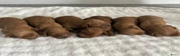 Mixed Breed dogs for sale: Outstanding litter of double doodles  - Advert 3