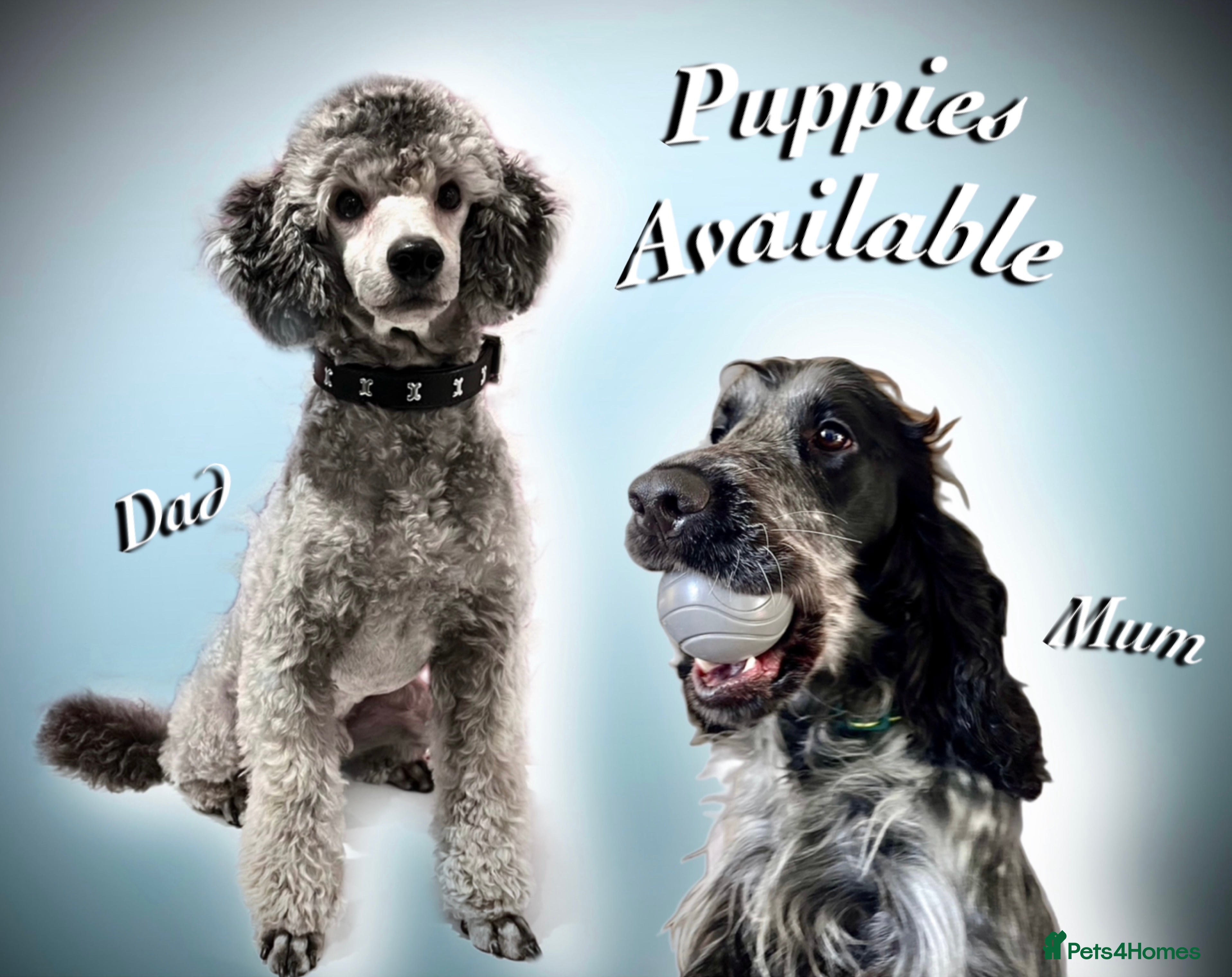 Cockapoo dogs 🌟RARE Platinum Grey/Chocolate DNA✅ Mini Cockapoos - Advert 2