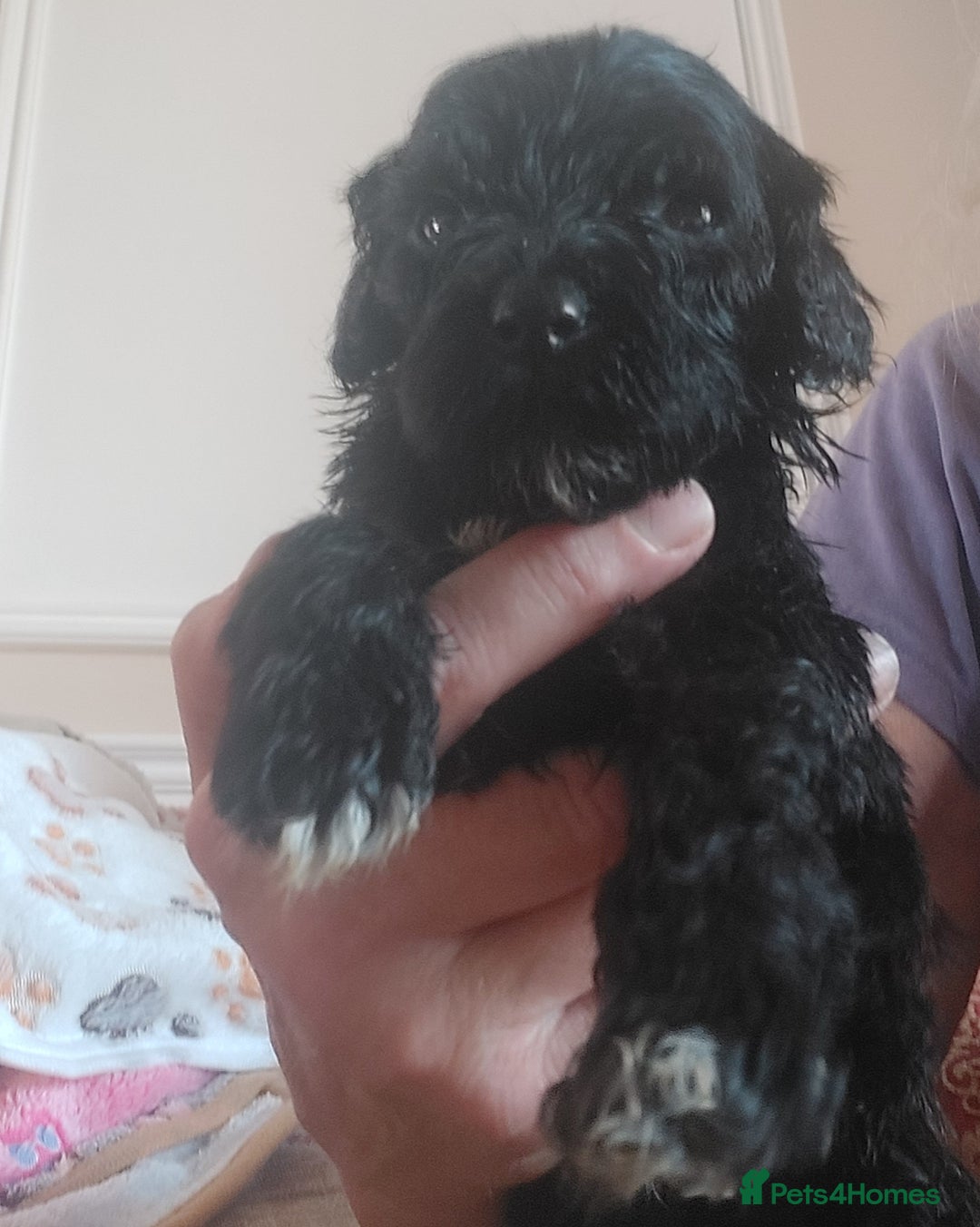 Portuguese Water Dog dogs for sale: Portuguese Water Dog pups in York - Image 5
