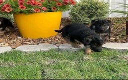 German Shepherd dogs for sale: German Shepherd Ready Forever Home  - Image 3