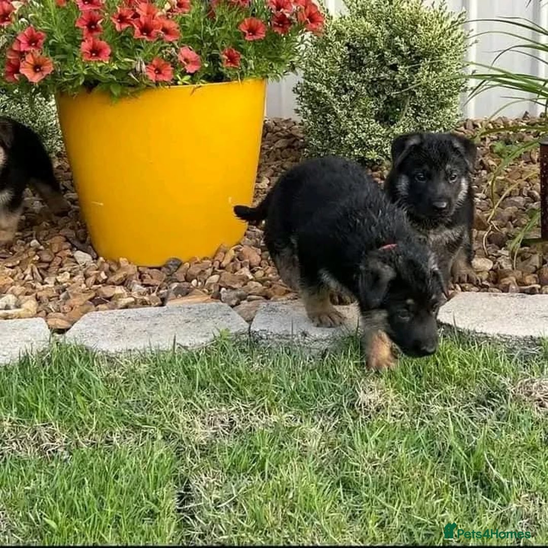 German Shepherd dogs for sale: German Shepherd Ready Forever Home  - Image 3