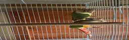 Conures birds for sale: Conures young pair  - Advert 2