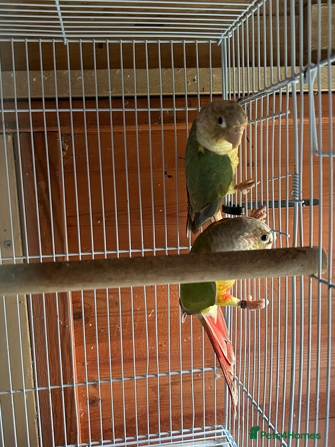 Conures birds for sale: Conures young pair  - Advert 2