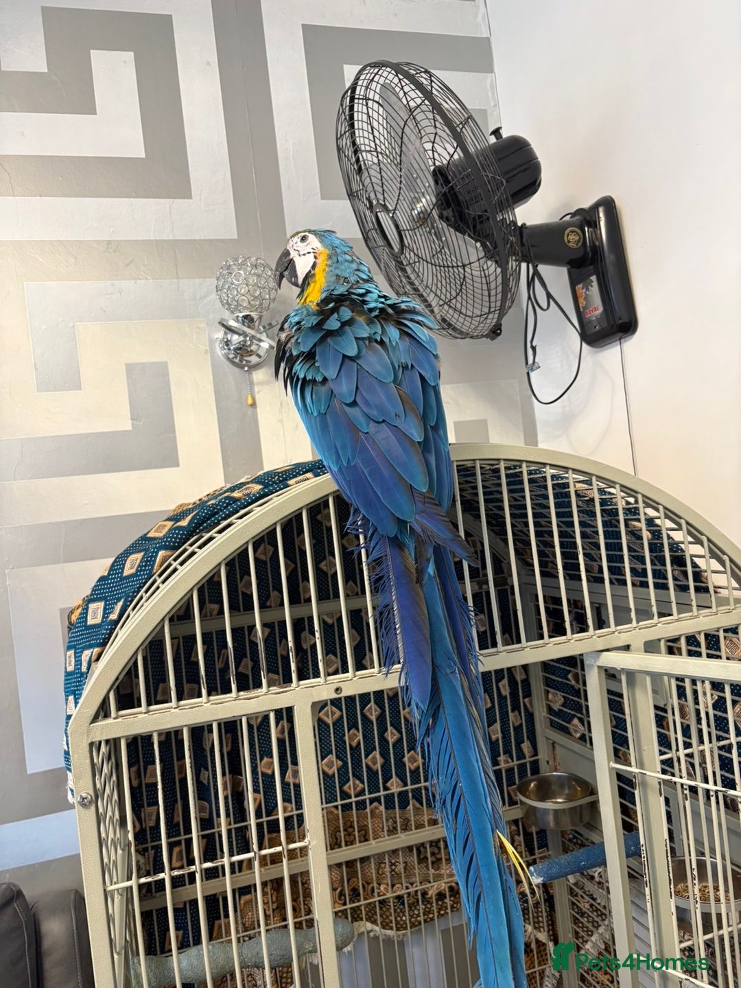Parrots birds for sale: BABY 16 WEEKS OLD BLUE AND GOLD MACAW - Advert 6