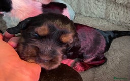 Cocker Spaniel dogs for sale: Cocker Spaniel - Show type - the calm type - Image 16