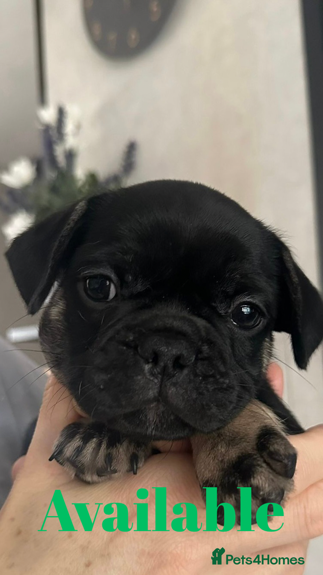 French Bulldog dogs for sale: FRENCH BULLDOG PUPPIES , THOROUGHBRED  - Image 6
