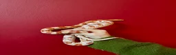 Corn Snake reptiles for sale: Beautiful two year old corn snake for sale  - Advert 5
