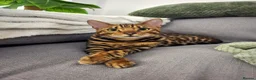 Bengal cats for sale: Championship F6 Beautiful Bengal Kittens ❤️ - Advert 12