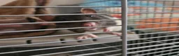 Rat rodents for sale: Female rats - Advert 6
