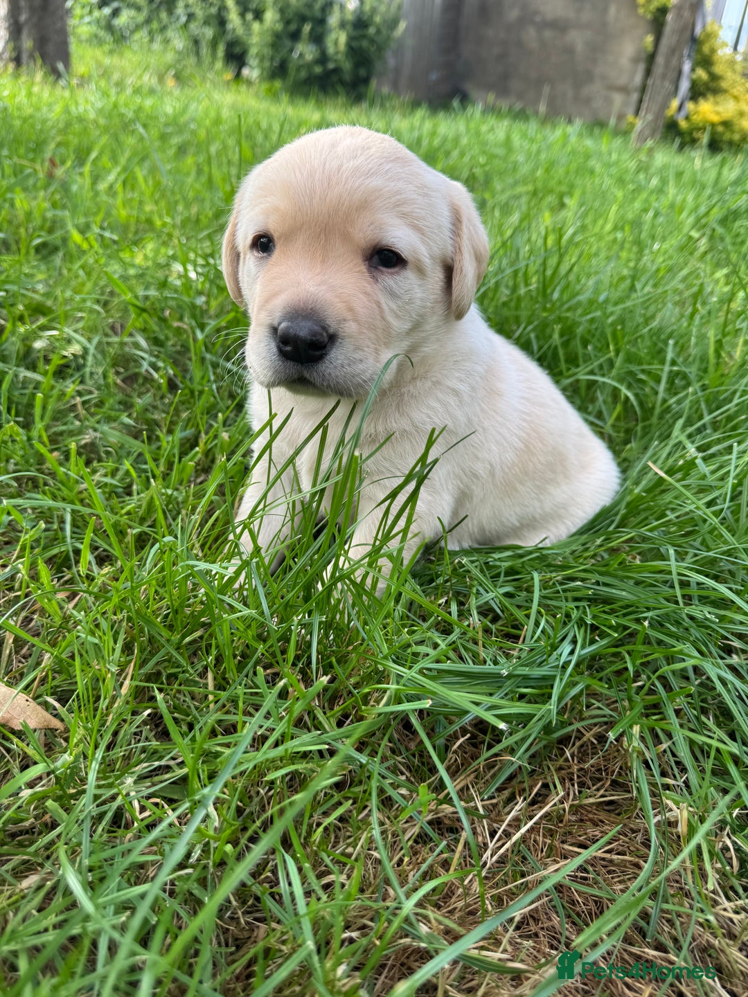 Labrador Retriever dogs for sale: KC health tested Labrador Pups  - Image 29