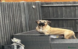 Boerboel dogs for sale: Exceptional Young Boerboel – Powerful Guardian - Advert 4