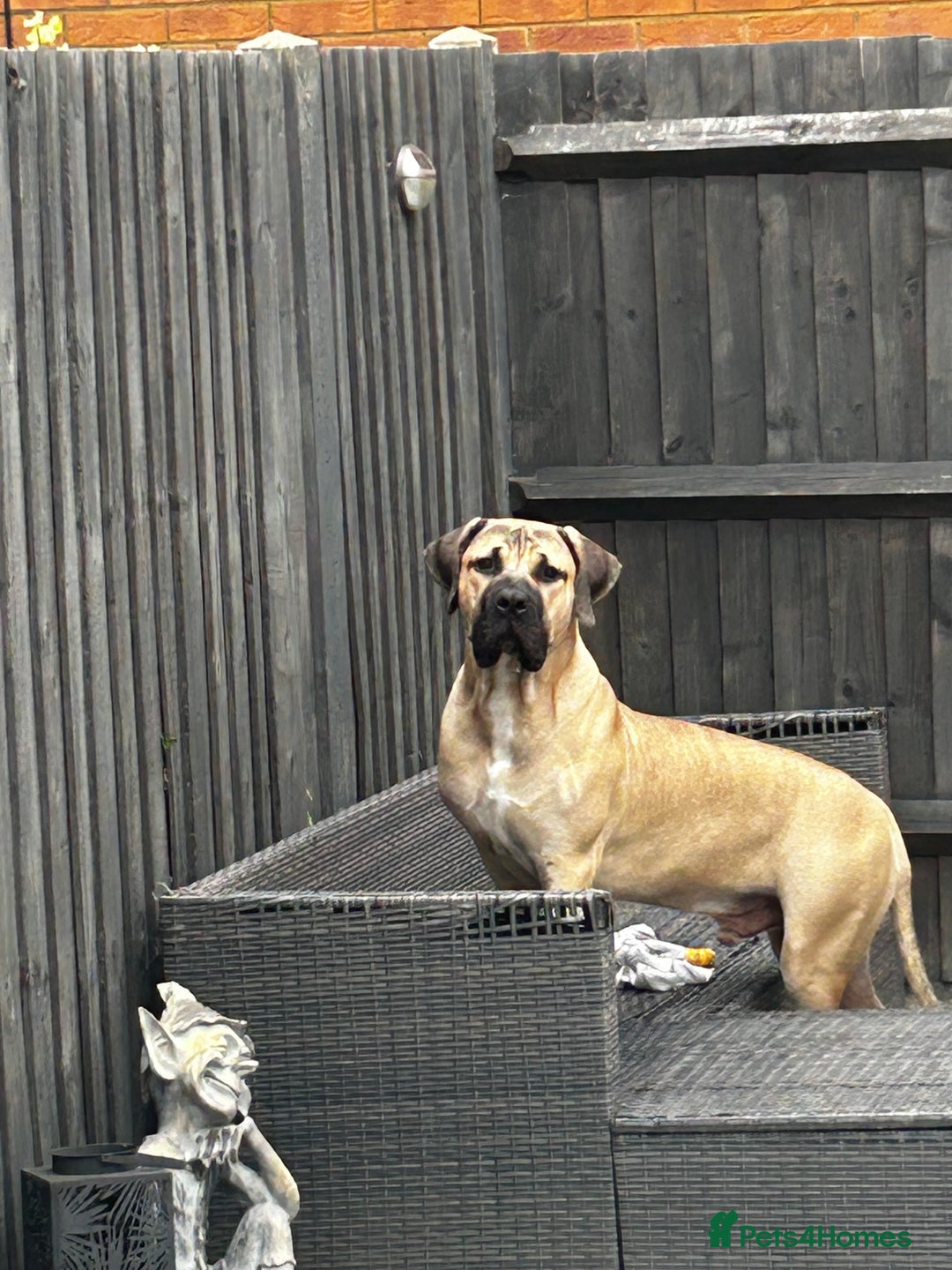 Boerboel dogs for sale: Exceptional Young Boerboel – Powerful Guardian - Advert 4