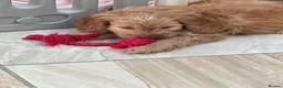 Cockapoo dogs for sale: Cockapoo F1 puppies  - Advert 8