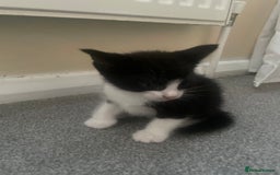 European cats for sale: Kittens for sale  - Image 4