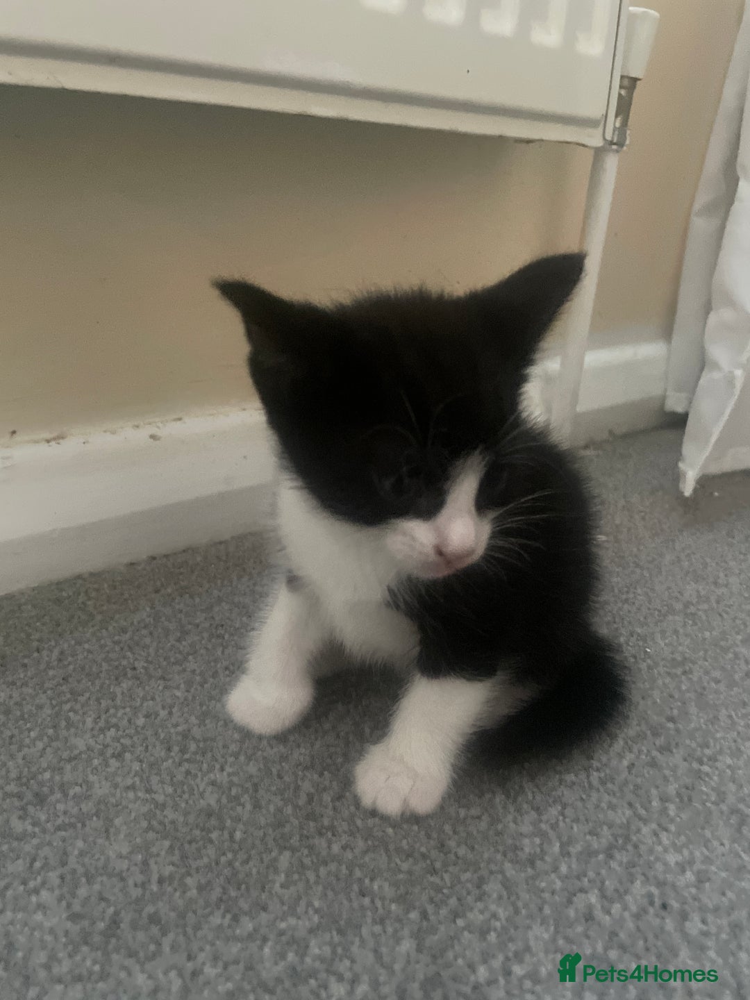 European cats for sale: Kittens for sale  - Image 4