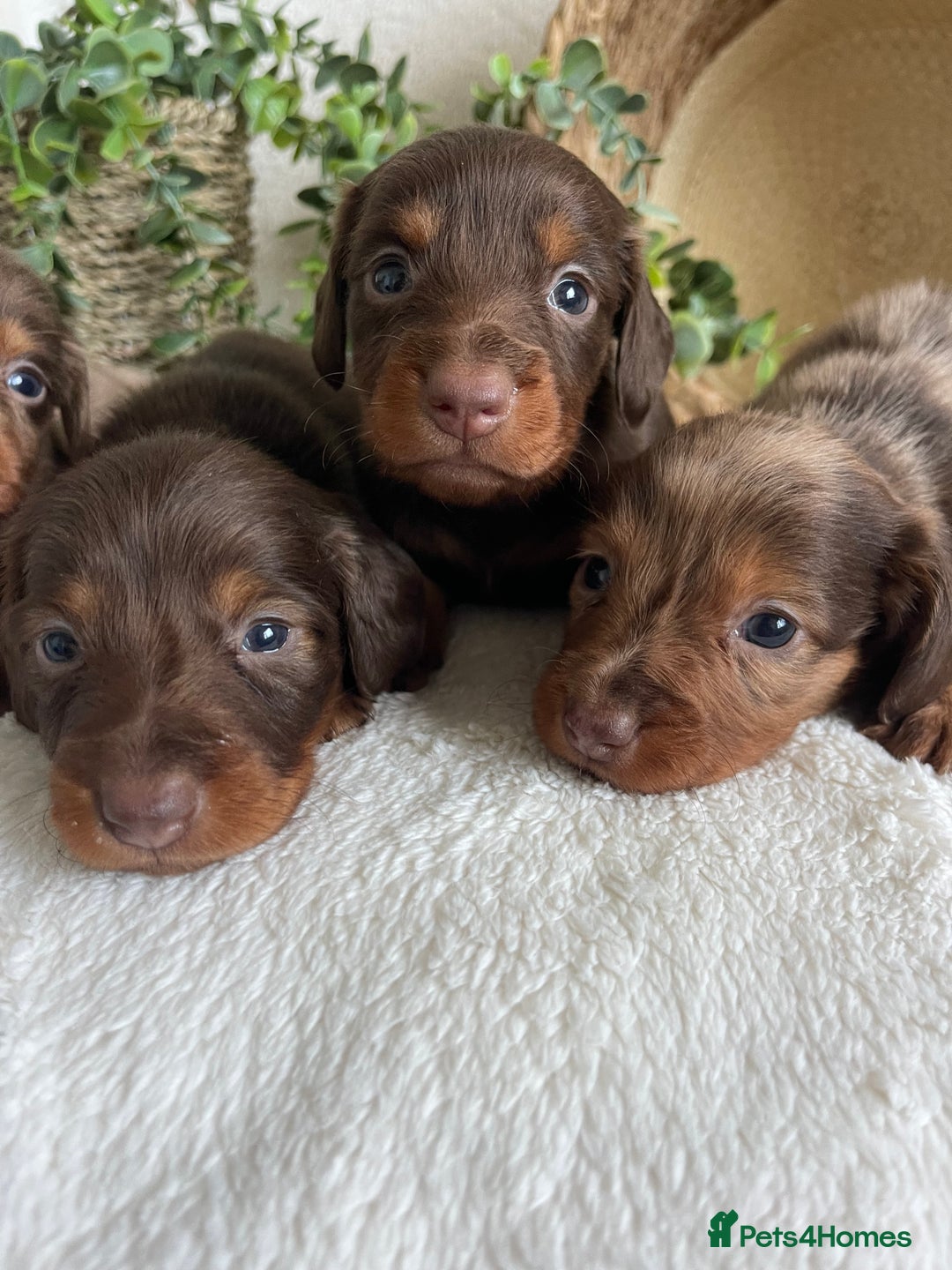 Miniature Dachshund dogs for sale: STUNNING DNA CLEAT MINI DACHSHUNDS - Advert 10