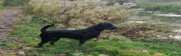 Rottweiler dogs for sale: One Rottweiler puppy available (female) - Advert 1
