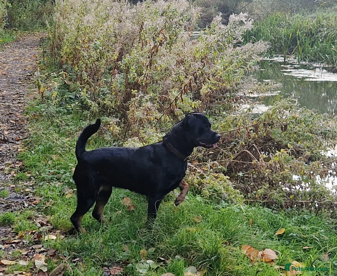 Rottweiler dogs for sale: One Rottweiler puppy available (female) - Advert 1