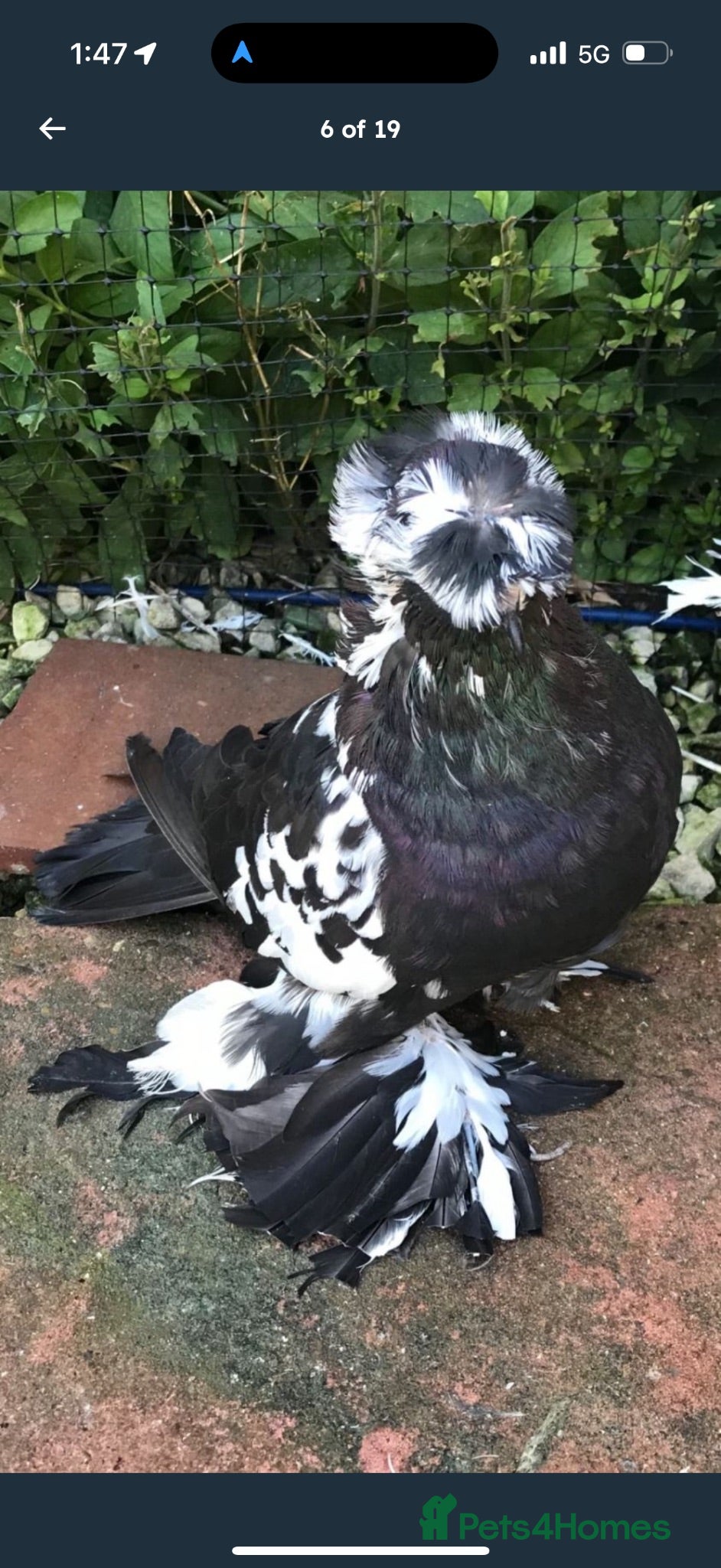 Pigeons birds Premium Breeding Pigeons Top Quality Pairs Availab - Advert 1