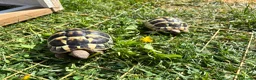Hermann Tortoise reptiles for sale: Pair of Hermanns Tortoises in Bedford - Advert 1