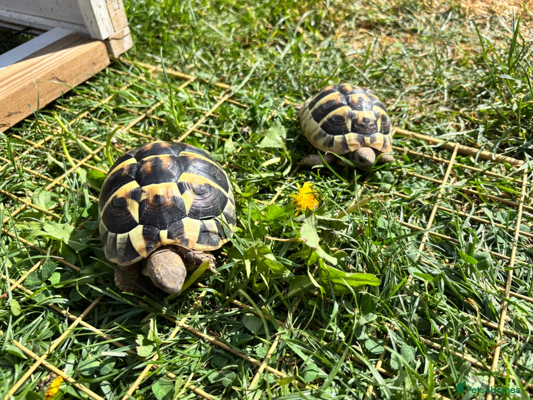 Hermann Tortoise reptiles for sale: Pair of Hermanns Tortoises in Bedford - Advert 1