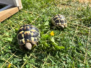 Hermann Tortoise reptiles Pair of Hermanns Tortoises - Advert 6