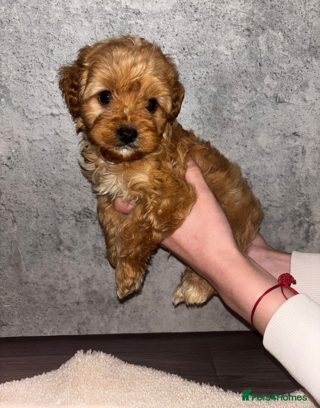 Cavapoo dogs for sale: CAVAPOO PUPPIES  - Advert 4