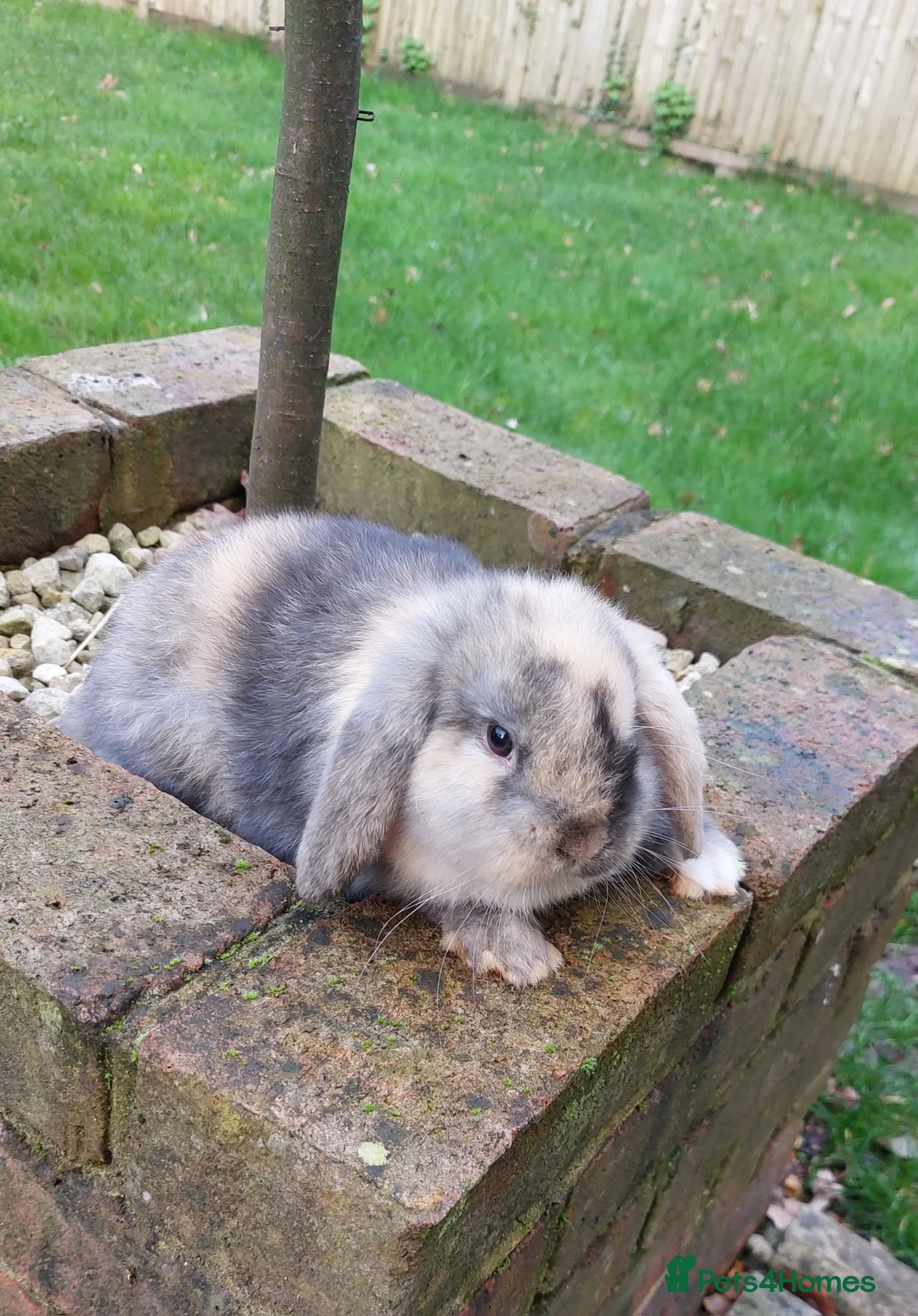 Mini Lop rabbits for sale: Baby Mini Lop *Last one in litter* - Advert 2